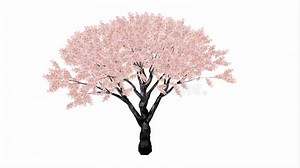 Cherry Tree Growing Animation Stock Footage - Video of timelapse, branch: 37377081