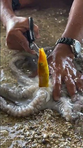 Something Strange Was Hidden Inside This Octopus! 🐙😱