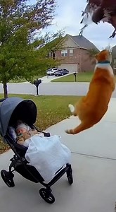 Check out this amazing **animal video** of a **hero cat**! This **cute cat** is a **rescue cat** that became a **cat saves baby** story after being **caught on camera**. This **viral video** is a must see! | Rescue Stories