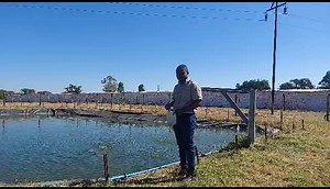 Our focus today is on Fish husbandry in winter (warning, low video volume-turn your volume up) Here are some key points feed management that will help fish farmers strive through winter: • Give less feed. Adopt ‘’feed to demand strategy’’, because in cold weather fish hibernate (winter rest), so feed according to how the fish are responding to the feed. • Try to feed when temperatures get warmer (around 0900hrs to 1600hrs), appetite for feed is suppressed under low temperatures • Cooler waters r