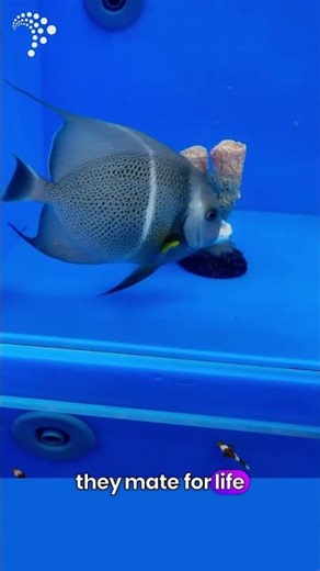 🎥 Fish Fact Friday: Black French Angelfish 🐠🖤