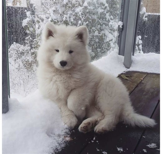 Transforming into a Trading Hub in Adopt Me!