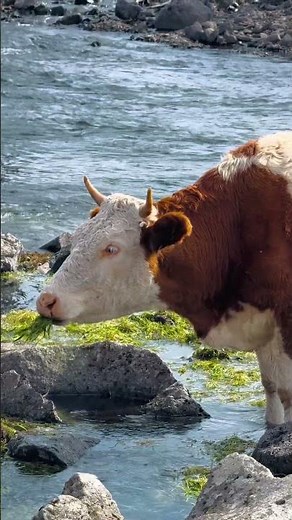 How This Chinese Farm Produces Next Level Beef! #nature #farming