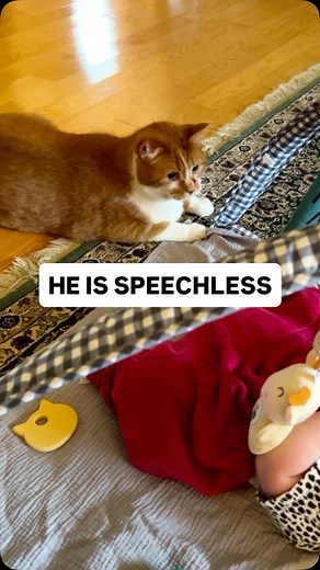 29K views · 21K reactions | Baby Takes Over Waking Up with Bean  Start your morning by waking up with Bean (the loudest orange cat you’ll ever meet) ☕️ Daily chaos, dramatic meows, and Beauty judging it all  Follow along for a new episode every day! #beautynthebean #wakingupwithbean #funnycats #orangecat #catvideo #pets | Beauty and the Bean | Facebook