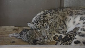 1.2M views · 12K reactions | Snow leopard cubs born at Metro Richmond Zoo | The Independent | Facebook