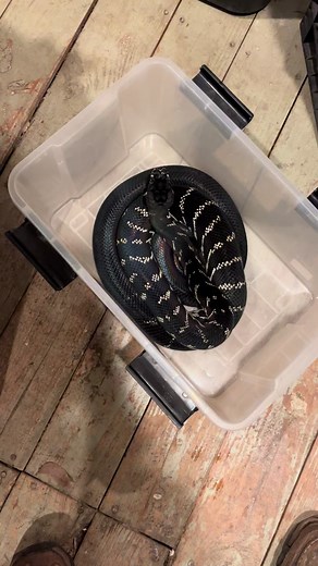 Incredibly gorgeous snake. Boelon’s python (Simalia boeleni) #python #snake #tgrexotics #fyp #naturalbeauty #iridescent #snakesoftiktok #reptile #reptilesoftiktok