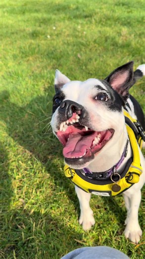 would you own a dog with a cleft lip? if no why?