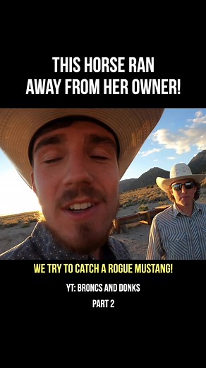 Horse Rescue Mission in California
