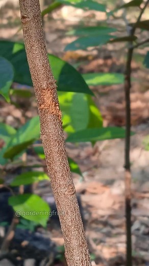 propagation durian tree by grafting on rootstock #garden #reels #graftingtechniques | GardeningFruit