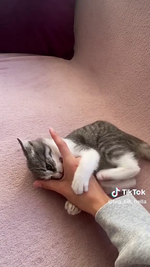 L.O.V.E.💕 #kitten #cat #catsoftiktok #fyp #fy