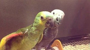 Yes, we have large exotic birds. In stock now is the African Grey Parrots! See the video and come into to visit these beautiful birds. Address: 13740 Beach Boulevard, Suite 415, Jacksonville, FL 32224-6037, Phone: 904-770-4382. http://jaxpetland.com/ Parrot: African Grey Parrot Psittacus erithacus The African grey parrot is one of the most talented talking/ mimicking birds on the planet, giving it quite a reputation among bird enthusiasts. Not only do bird keepers love this intelligent bird, it’