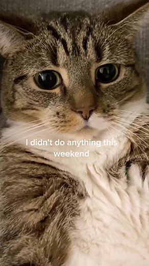 Cat's Sunday Night Mood: Welcoming 2021