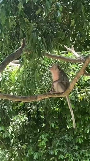 Vung cao ngyuen dat do