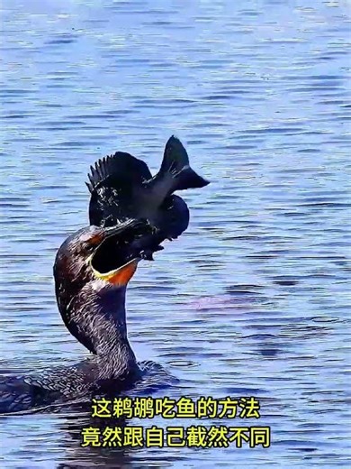 A pelican encounters an eagle while eating fish; who is the master fisherman, the pelican or the ...