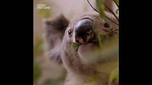 5.7K views · 178 reactions | Episode 3 of Wildlife ER premieres Saturday January 28 on Love Nature! Find your channel to watch: https://tv.lovenature.com/channel-finder Can't wait? Watch this video to learn more about how the RSPCA Wildlife Hospital cares for Australia's iconic koalas  #WildlifeER #LoveNature #animals #wildlife #wildlifedocumentary #Australia | Love Nature | Facebook