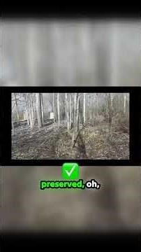 This Gorgeous Treeline Has a Disgusting Secret #RussianCountryside #BushClearing