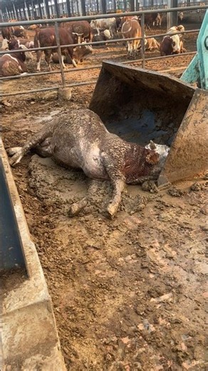 This Cow Was Too Weak to Stand — So They Did This 👀