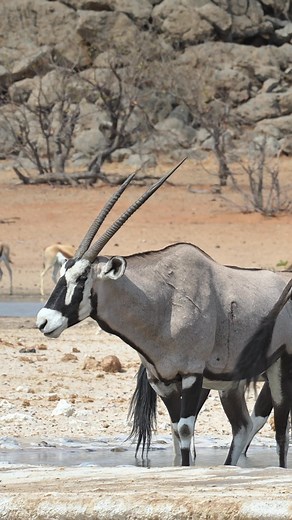 1.5M views · 23K reactions | The bold presence of the Oryx contrasts beautifully with the agile Springboks in a natural duet. #namibia #etosha #oryx #safari #travel #wildlife #traveller #visitnamibia #africansafari #explore #wildlifephotography #madbookings | Nwrnamibia | Facebook