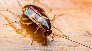 Cockroach crawled inside sleeping woman's ear, tormenting her for nine days