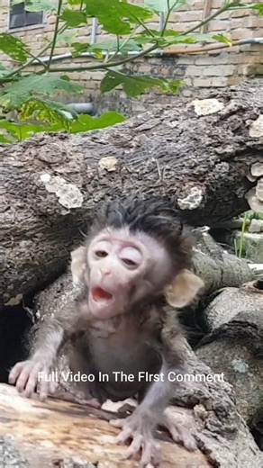 172K views · 2.7K reactions |  baby monkey is sick and crying | primates | adventure | wild life | Monkey history 2024 | Facebook