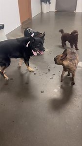 12K views · 223 reactions | Finn says, #boysjustwanttohavefun... let's go, Raina...  | Just Fur Kids Dog Daycare | Facebook