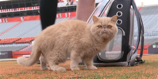 Pudge the Cat becomes viral sensation, serving as university football team’s morale booster