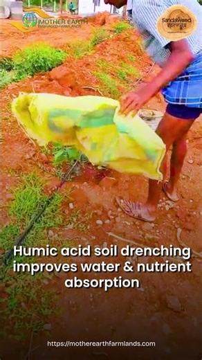 Humic Acid Soil Drenching for Sandalwood, Guava & Mango Plants | Sandalwood Springs Managed Farmland