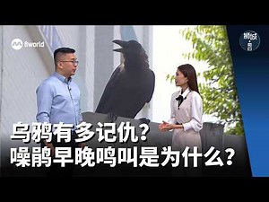 狮城有约 | 被乌鸦攻击怎么办？噪鹃为什么清晨鸣叫？