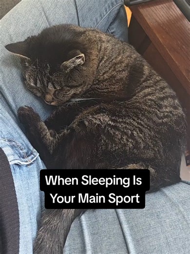 Blue gets up to eat, drink water and use the liter and for an hour or two looks outside and play with Magic. Otherwise getting up doesn't happen. Well sometimes at 11 pm it does and she loudly meows for 30 minites while playing with her favorite string. Then back to bed. #catlife #crazycatlady #cutecatvideos #catmom #catslovers