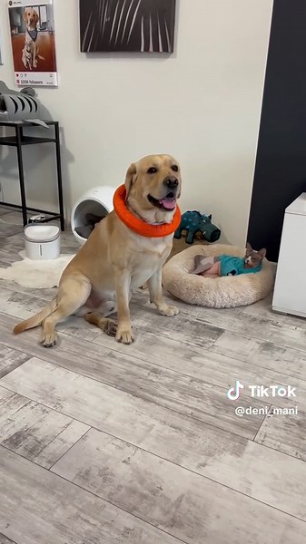 Умный пес Дэни: Тест способностей и умственные задачи