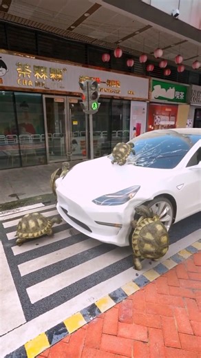 turtle attached on American cars 🐢 ☠️ #denzel