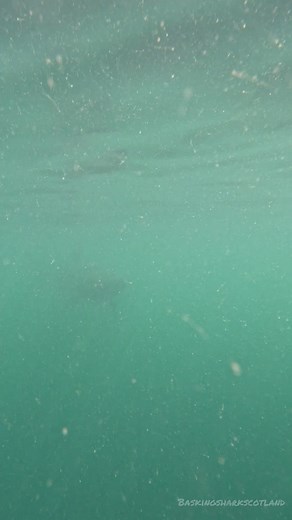 3.6K views · 80 reactions | Is this a basking shark??...