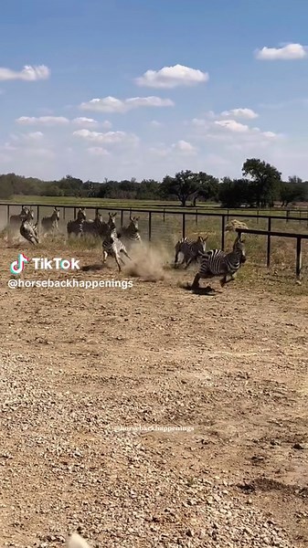 This really happened. #horsebackriding #zebra #wildlife #ranchlife #ridinghorses #horseback