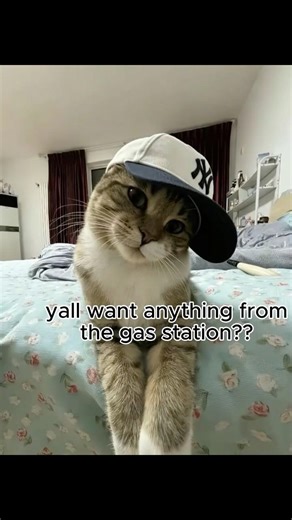 ty for the support❤️#cat #catphotos #funny #catmemes #cute #catpictures #trending #aww #memes #fyp