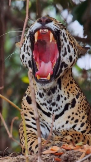 Why Tiger and Lion Can't Hunt Alligators?