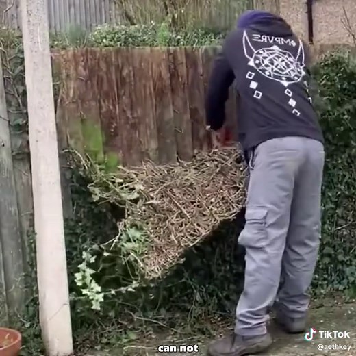 Why you should never let ivy grow on your house. 🌿🏠 Ivy might look beautiful and even help insulate your home, but it hides a destructive secret. In this video, we explore how its tiny aerial roots can tear apart brick and plaster, create a bug sanctuary, and even turn your walls into a massive fire hazard. #homeimprovement #gardening #facts #architecture #plants