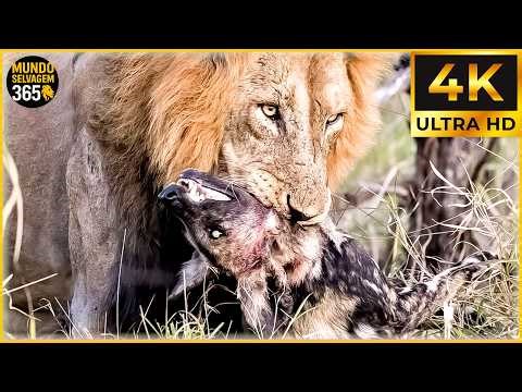 LEÕES NO LIMITE – A Lei Do Mais Forte Na Savana | Documentário Sobre Animais Da Natureza
