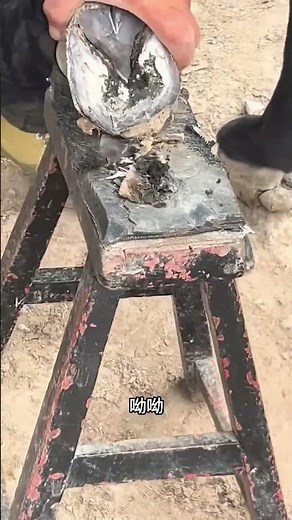 Poor Donkey No More—Hoof Trim Miracle!
