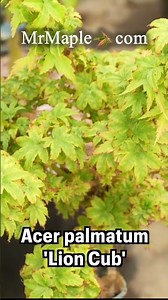 Acer palmatum 'Lion Cub' Dwarf Japanese Maple