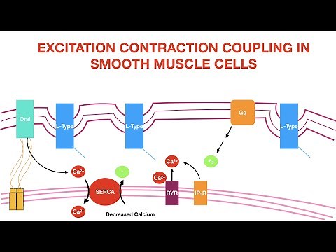 Excitation Contraction Coupling in Smooth Muscle