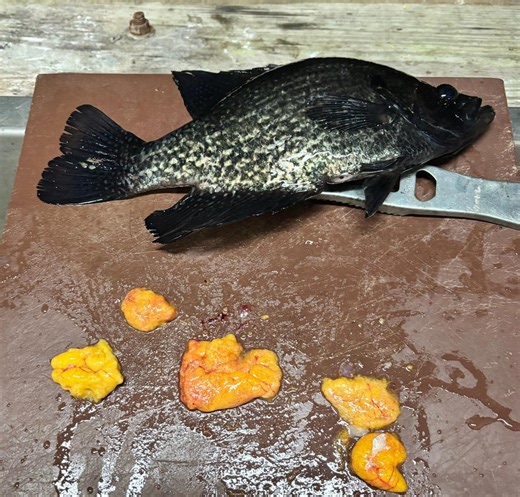 Roe is a 'poor man's caviar,' but you must be awfully hungry to eat it