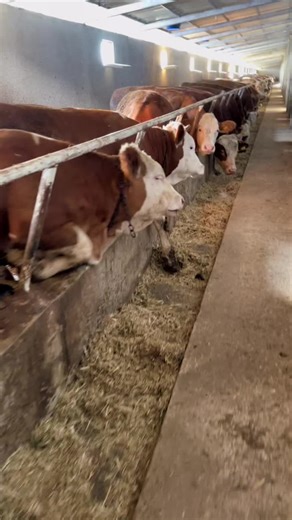 Cows in a Barn: A Close Look at Their Daily Life