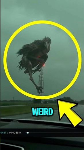 TOP 5 MOST RIDICULOUS BIRD NAMES 😱