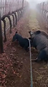 Dog vs Pig Showdown: The Ultimate Wild Clash 🐶🐽