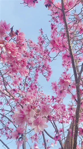 Magnolia Trees in Bloom at San Francisco Botanical Garden