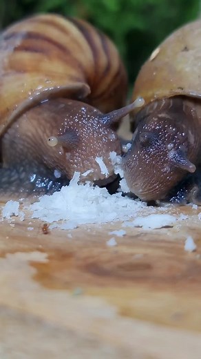 Snail Eating: A Cute Short Video