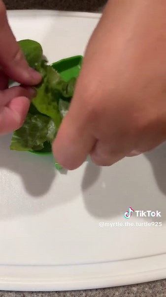 Myrtle the Turtle's Morning Breakfast Routine