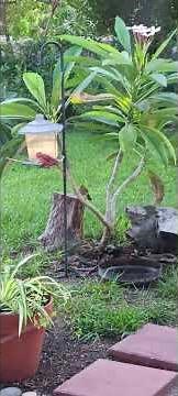 Male Cardinal Feeding Its Baby | Heartwarming Backyard Moment
