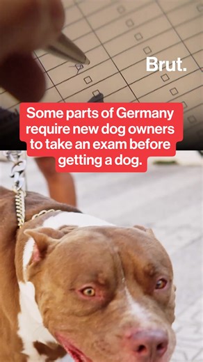 Some parts of Germany require new owners to take an exam before getting a dog.
