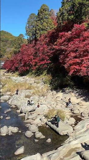 🍁紅葉2025🍁「香嵐渓」絶景！真っ赤に燃える！見頃！待月橋から｜2025年11月22日